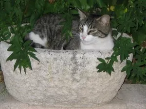 Bénis ton chat : une messe pour animaux organisée à Lyon