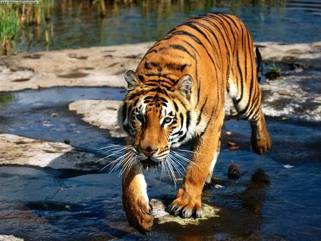 Interpol veut lutter contre le trafic de tigre