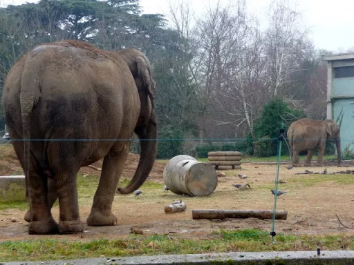 Elephants du parc de la Tête d'Or à Lyon : la mobilisation ne faiblit pas