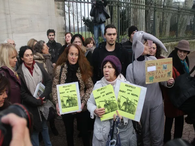 Euthanasie des éléphants : des dizaines de personnes manifestent à Lyon