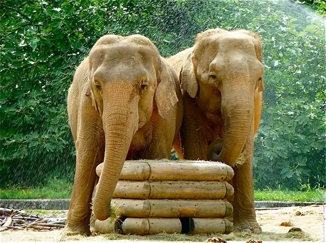 Eléphants du parc de la Tête d’Or : le cirque Pinder « refuse totalement l’euthanasie » 