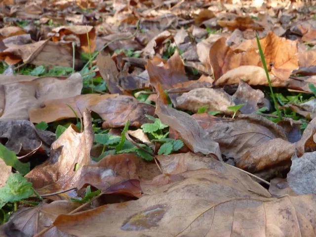 80 tonnes de feuilles mortes ramassées dans le Grand Lyon