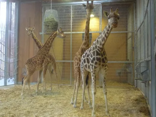 Le zoo du Parc de la Tête d'Or de Lyon ouvre ses portes au public