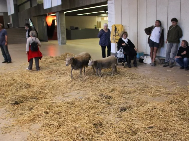 Grand Stade de l'OL : des moutons et de la paille au Grand Lyon !