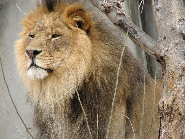 Villeurbanne : mordue par un lion au Kenya, la victime est soignée au Tonkin