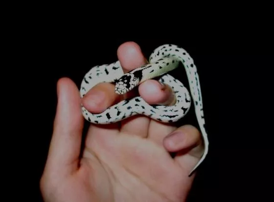 Rillieux : une habitante retrouve un serpent vivant dans ses toilettes