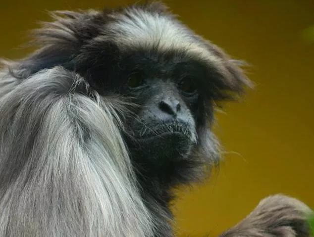 Lyon : mort de Lulu, la célèbre gibbon du parc de la Tête d’Or