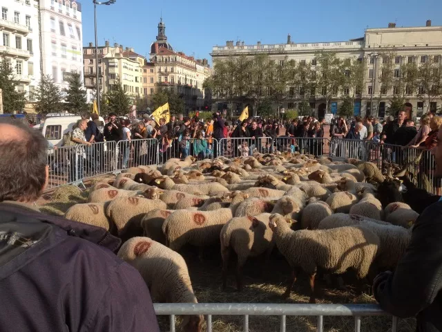 Une centaine d'agriculteurs à Lyon pour une transhumance urbaine
