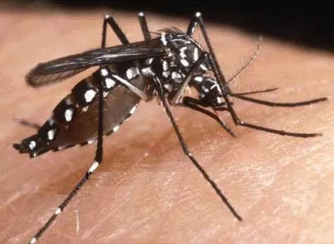 Un cas autochtone de dengue signal&eacute; pr&egrave;s de Lyon