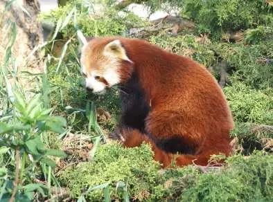 Un SDF ivre dans l'enclos du panda roux au Parc de la Tête d'Or