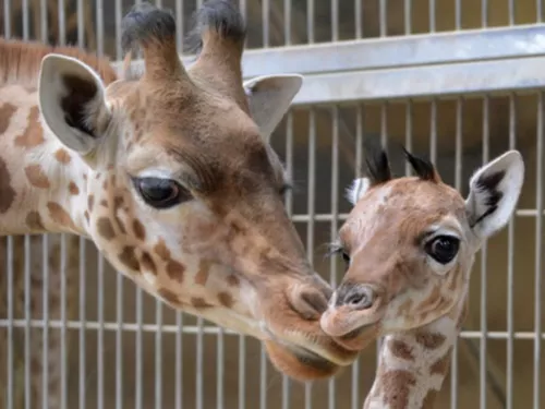 Plus qu'un jour pour voter pour le prénom du girafon né au parc de la Tête d'Or