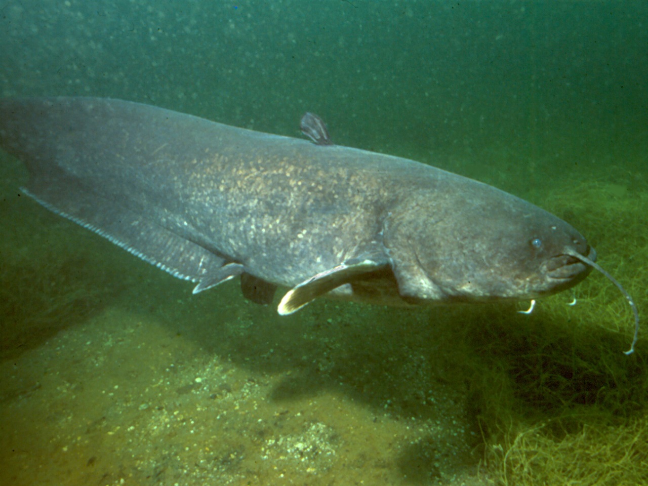 Un Silure De 80 Kilos Peche Pres De Lyon