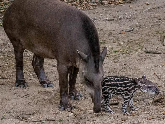Un bébé tapir voit le jour au safari de Peaugres !
