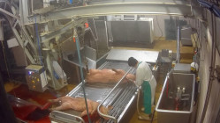 Près de Lyon : un nouvel abattoir visé par l’association L214