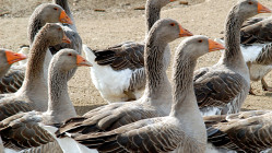 Un foyer d’influenza aviaire hautement pathogène confirmé dans l'Ain