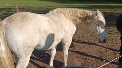 Atteinte sexuelle sur une jument dans le Beaujolais : le septuagénaire écope de prison avec sursis