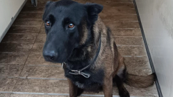 D&eacute;c&egrave;s d&rsquo;un chien policier avant Metz-OL : les supporters lyonnais accus&eacute;s, que s'est-il pass&eacute; ?