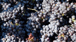 Beaujolais : un millésime 2025 rare mais prometteur Beaujolais : un millésime 2025 rare mais prometteur