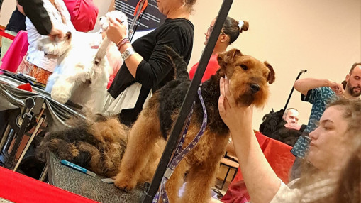 Le championnat national de toilettage attire un record de participants