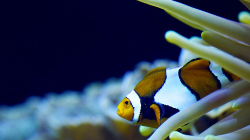 L’Aquarium de Lyon réinventé : plus de 1400 m2 d’extension et trois nouveaux écosystèmes disponibles L’Aquarium de Lyon réinventé : plus de 1400 m2 d’extension et trois nouveaux écosystèmes disponibles