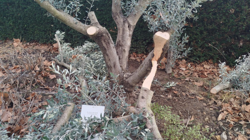 "La haine ne fera jamais taire la m&eacute;moire" : l&rsquo;olivier plant&eacute; en m&eacute;moire d&rsquo;Ilan Halimi &agrave; Saint-Genis-Laval a &eacute;t&eacute; sci&eacute;