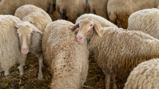 Il comptait les vendre pour l'A&iuml;d &agrave; Villefranche-sur-Sa&ocirc;ne : 25 moutons retrouv&eacute;s dans un jardin &agrave; proximit&eacute;&hellip; du commissariat