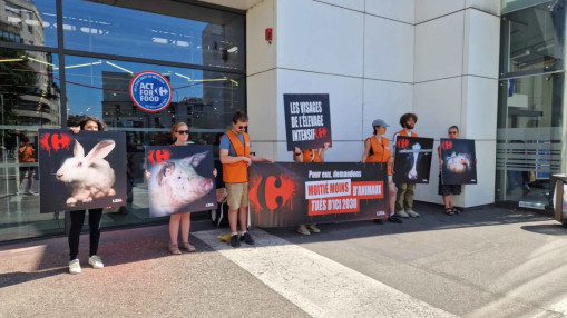 Villeurbanne : L214 mène une action devant Carrefour pour dénoncer l’élevage intensif Villeurbanne : L214 mène une action devant Carrefour pour dénoncer l’élevage intensif