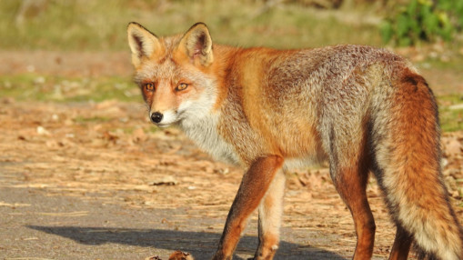 Tassin-la-Demi-Lune : quartier des Trois-Renards, un homme mordu&hellip; par un renard