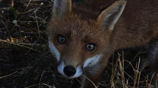 Tassin-la-Demi-Lune : le jeune renard introuvable, la mission pour l'abattre prend fin Tassin-la-Demi-Lune : le jeune renard introuvable, la mission pour l'abattre prend fin