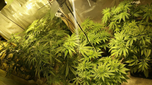 Beaujolais : un contr&ocirc;le au cannabis m&egrave;ne les gendarmes jusqu&rsquo;&agrave; une plantation &agrave; domicile