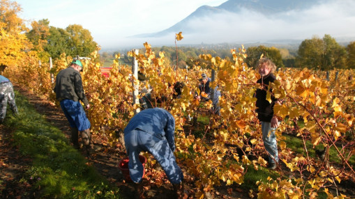 Beaujolais : un viticulteur vis&eacute; par une enqu&ecirc;te pour agressions sexuelles et violences sur une mineure