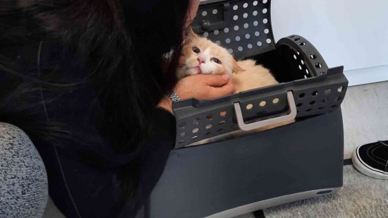 Cinq ans après sa disparition, une famille retrouve son chat près de Lyon