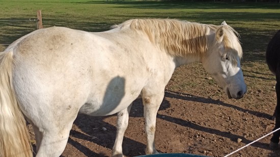 Près de Lyon : une entreprise va enfin se faire payer ses livraisons de viande de boeuf qui contenaient du cheval