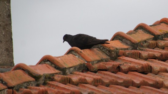Lyon : depuis son balcon, il abattait des oiseaux à la carabine Lyon : depuis son balcon, il abattait des oiseaux à la carabine