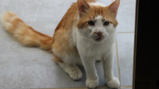 Pour aider à la stérilisation et l’identification des chats, la SPA de Lyon propose un coup de pouce financier