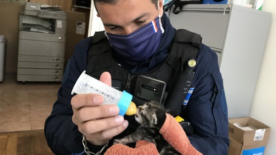 A Charly, un chaton abandonné par sa mère est adopté par les agents de la mairie