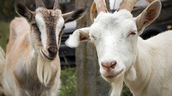 OL : après la victoire contre Angers, le club compare deux joueurs à des boucs