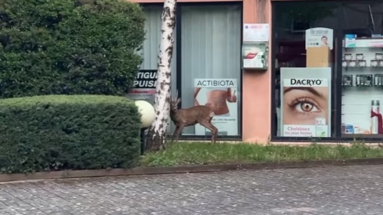 Près de Lyon : un chevreuil prend son petit-déjeuner en plein cœur de Tassin-la-Demi-Lune