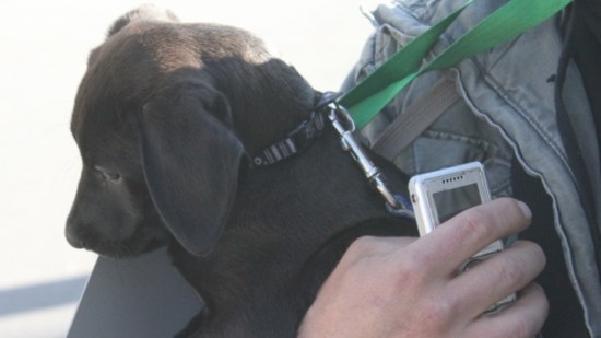 La Métropole de Lyon lance une mission sur la condition animale 