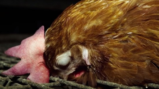 Lyon : L214 montre la réalité de l’élevage intensif des poules