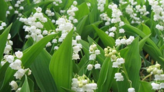 Lyon : la vente du muguet autorisée mais encadrée pour ce 1er mai confiné