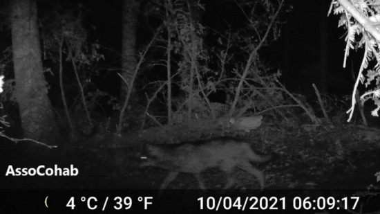 Un loup identifié dans le Rhône, deux attaques de moutons recensées