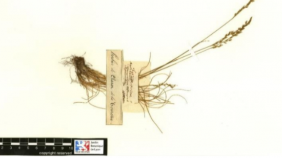 Lyon : découverte d’un herbier signé par Jean-Jacques Rousseau