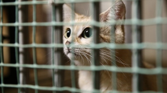 Lyon : action prévue pour la fermeture du zoo de la Tête d’Or
