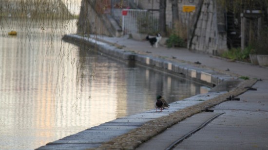 Lyon : il prend une bouteille en pleine t&ecirc;te lors d'une violente rixe sur les quais de Sa&ocirc;ne