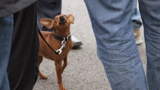 Lyon : les chiens seront autorisés dans les transports en commun (TCL) dès ce mardi