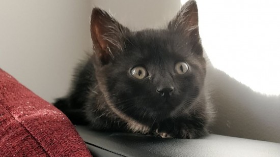 Des salariés de l’OL trouvent deux chatons dans les travées du Groupama Stadium