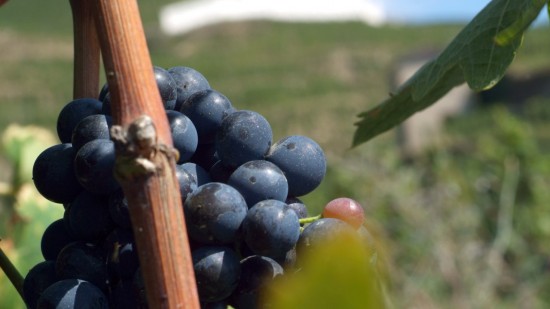 Beaujolais : malgré la pluie et la grêle, le millésime 2021 tiendra le choc avec une récolte faible en quantité