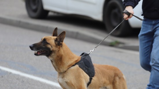 Près de Lyon : le chien policier débusque et mord le cambrioleur caché sous une couette