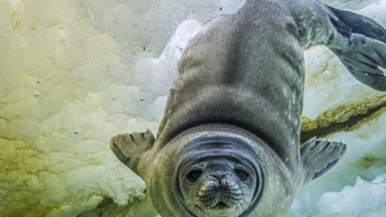Changement climatique : des photos sur l’Hôtel de Ville de Lyon pour sensibiliser à la protection des pôles